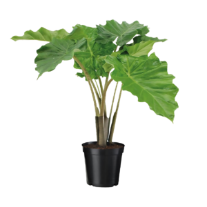 Alocasia “Portodora” | Elefantenohr | +/- 75cm | ø 21cm Topf