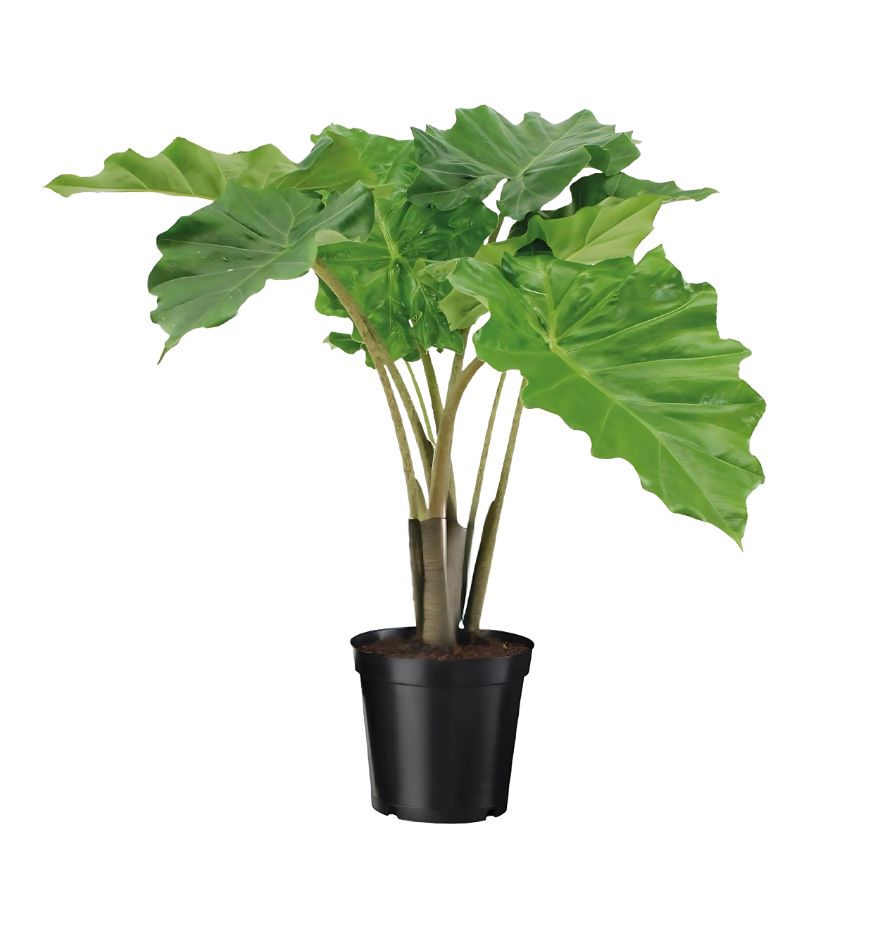 Alocasia “Portodora” | Elefantenohr | +/- 75cm | ø 21cm Topf 1 Alocasia “Portodora” | Elefantenohr | +/- 75cm | ø 21cm Topf