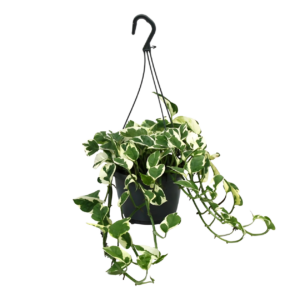 Scindapsus Epipremnum “N’Joy” | Efeutute | +/- 35cm | ø 15cm Topf