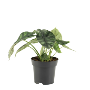 Alocasia “Dragon Scale” | Elefantenohr | +/- 25cm | ø 14cm Topf