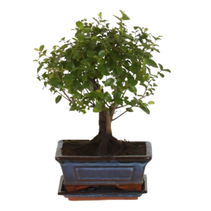 Bonsai-Baum “Kugelform” | Bonsai Bol Vorm | +/- 30cm | ø 15cm Topf