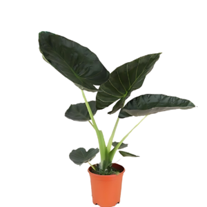 Alocasia “Regal Shield” | Elefantenohr | +/- 90cm | ø 21cm Topf
