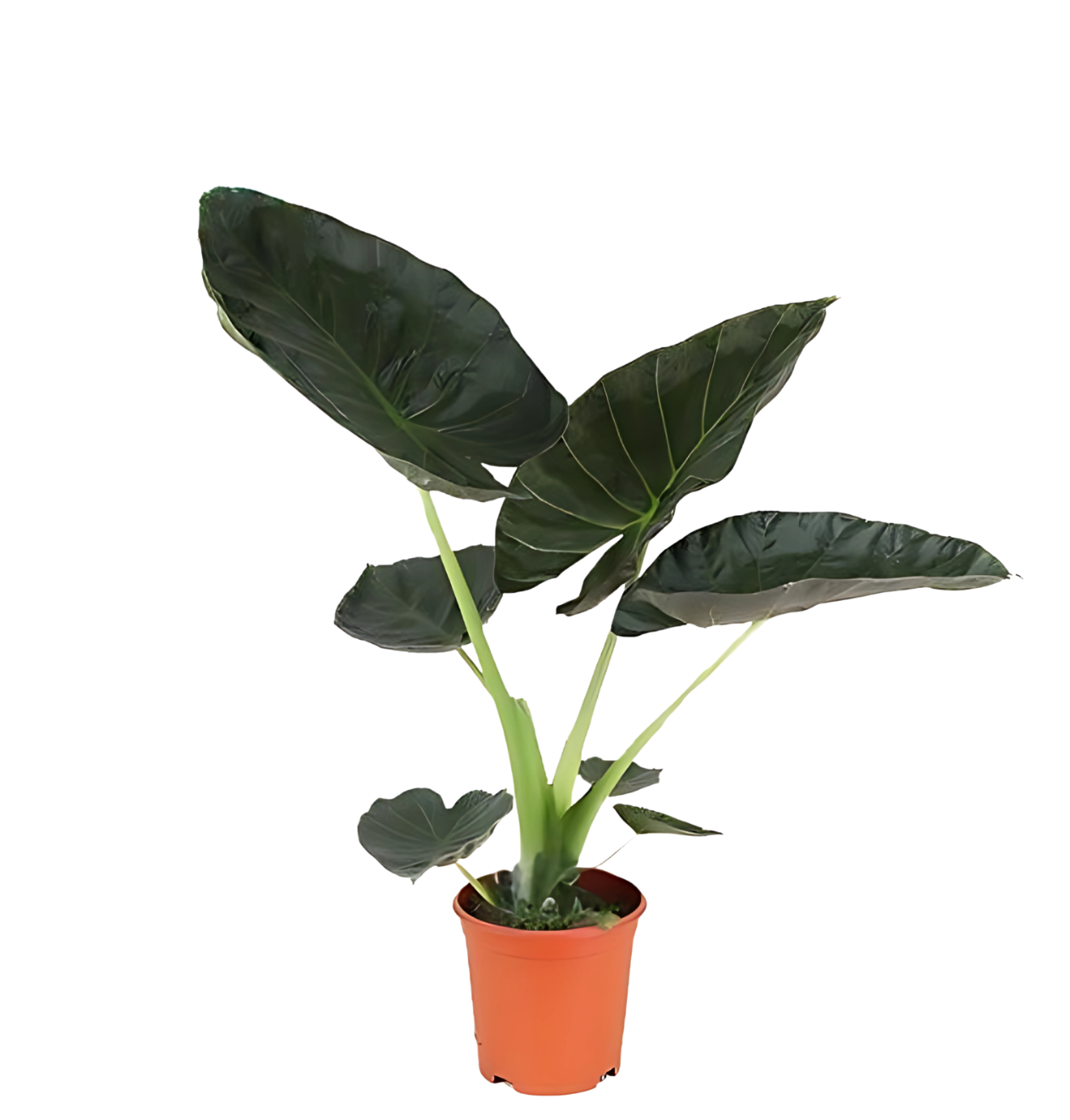 Alocasia “Regal Shield” | Elefantenohr | +/- 90cm | ø 21cm Topf 1 Alocasia “Regal Shield” | Elefantenohr | +/- 90cm | ø 21cm Topf