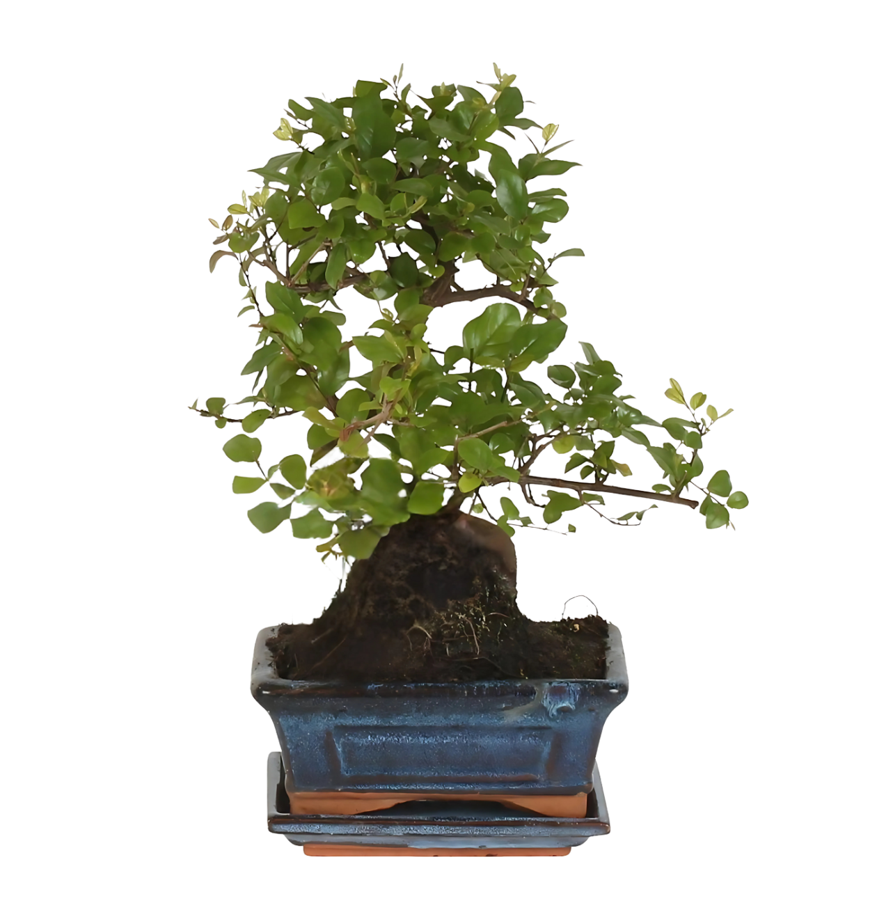 Bonsai-Baum “S-Form” | Bonsai S-Vorm | +/- 15cm | ø 15cm Topf 1 Bonsai-Baum “S-Form” | Bonsai S-Vorm | +/- 15cm | ø 15cm Topf
