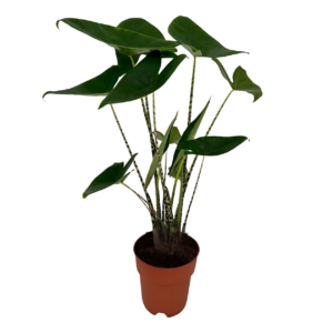 Alocasia “Zebrina” | Elefantenohr | +/- 75cm | ø 19cm Topf