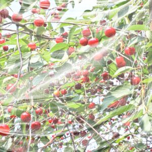 Das richtige Gewächshaus - problemlos und komfortabel 1 Kirschessigfliegen-Netz