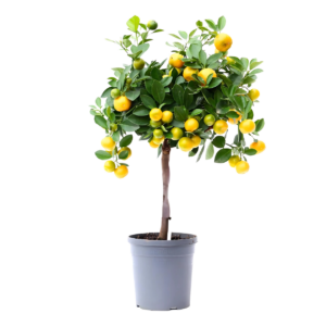 Citrus Calamondin | Zwergorangenbaum | +/- 45cm | ø 15cm Topf