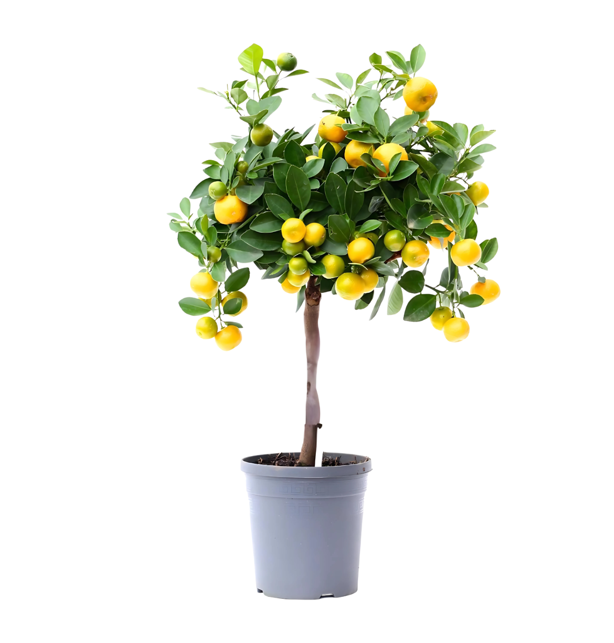 Citrus Calamondin | Zwergorangenbaum | +/- 45cm | ø 15cm Topf 1 Citrus Calamondin | Zwergorangenbaum | +/- 45cm | ø 15cm Topf