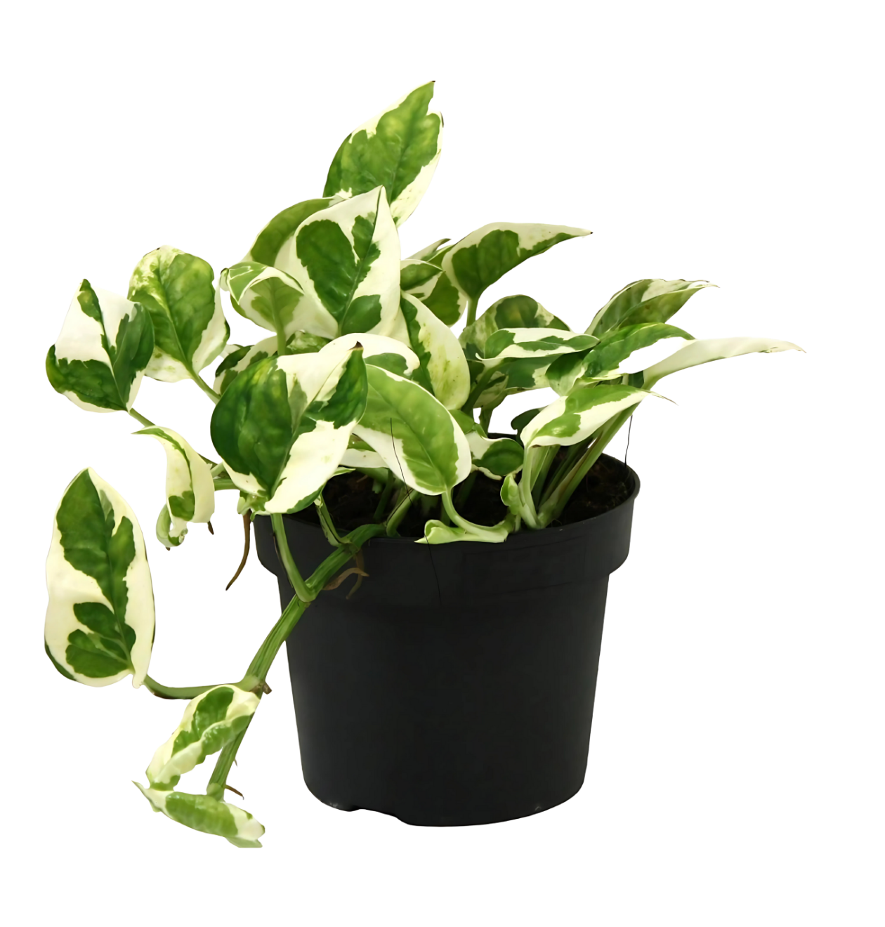 Scindapsus Epipremnum “N’Joy” | Efeutute | +/- 15cm | ø 12cm Topf 1 Scindapsus Epipremnum “N’Joy” | Efeutute | +/- 15cm | ø 12cm Topf