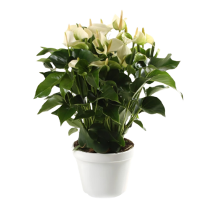Anthurium “White Champion” | Flamingoblume | +/- 65cm | ø 21cm Topf