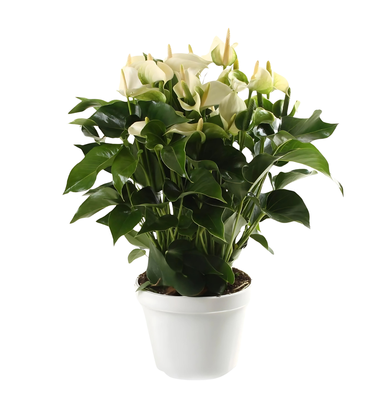Anthurium “White Champion” | Flamingoblume | +/- 65cm | ø 21cm Topf 1 Anthurium “White Champion” | Flamingoblume | +/- 65cm | ø 21cm Topf