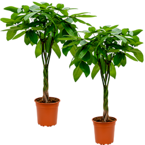 2er-Set | Glückskastanie | +/- 40-50cm | ø 12-15cm Topf