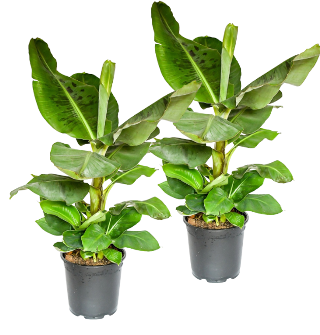 2er-Set Musa | Bananenpflanze | +/- 40-50cm | ø 12-15cm Topf 1 2er-Set Musa | Bananenpflanze | +/- 40-50cm | ø 12-15cm Topf
