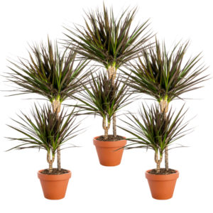 3er Set | Drachenbaum | +/- 40-50cm | ø 12-15cm Topf