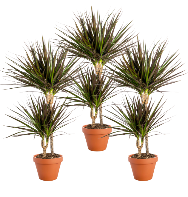 3er Set | Drachenbaum | +/- 40-50cm | ø 12-15cm Topf 1 3er Set | Drachenbaum | +/- 40-50cm | ø 12-15cm Topf