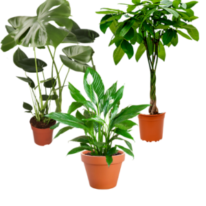 3er-Set | Monstera | Einblatt | Glückskastanie | +/- 45-65cm | ø 12-15cm Topf