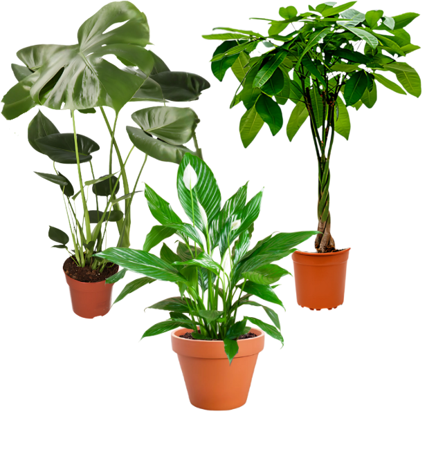 3er-Set | Monstera | Einblatt | Glückskastanie | +/- 45-65cm | ø 12-15cm Topf 1 3er-Set | Monstera | Einblatt | Glückskastanie | +/- 45-65cm | ø 12-15cm Topf