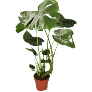 Monstera “Deliciosa” | +/- 55-70cm | ø 12-15cm Topf