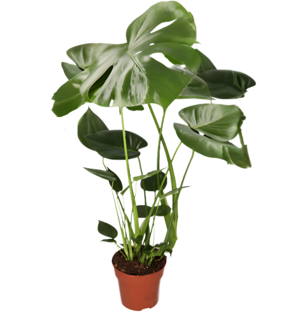 Monstera “Deliciosa” | +/- 55-70cm | ø 12-15cm Topf 1 Monstera “Deliciosa” | +/- 55-70cm | ø 12-15cm Topf
