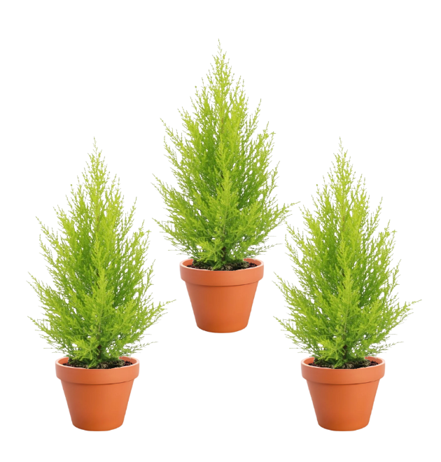 3er-Set Zimmerzypresse | Goldcrest | +/- 40-50cm | ø 12-15cm Topf 1 3er-Set Zimmerzypresse | Goldcrest | +/- 40-50cm | ø 12-15cm Topf