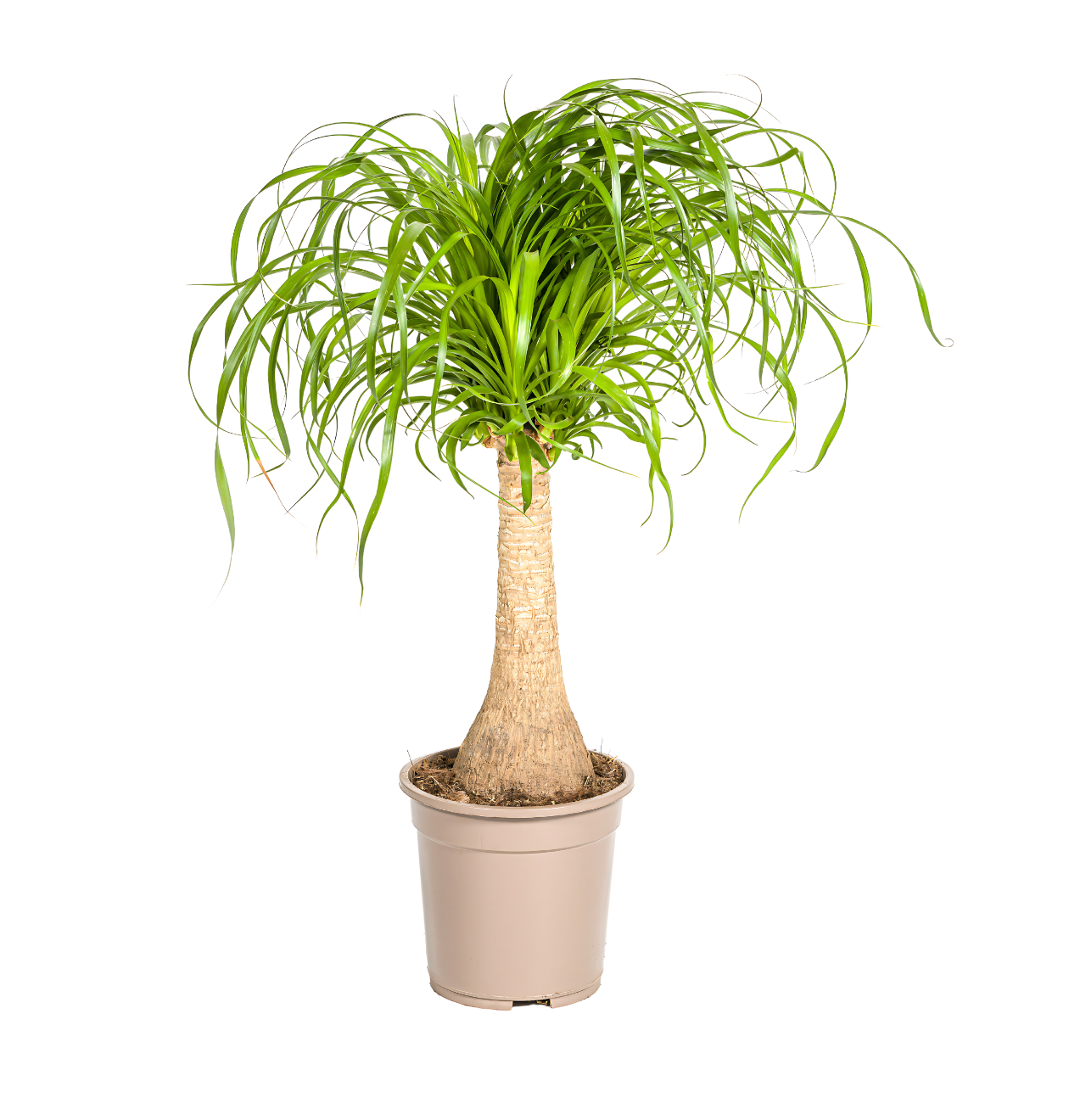 Beaucarnea Recurvata “Stamm” | Elefantenfuß | +/- 70cm | ø 21cm Topf 1 Beaucarnea Recurvata “Stamm” | Elefantenfuß | +/- 70cm | ø 21cm Topf