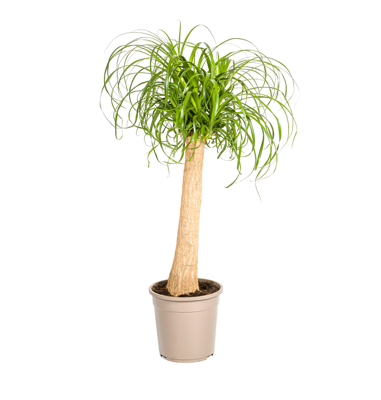 Beaucarnea Recurvata “Stamm” | Elefantenfuß | +/- 90-100cm | ø 24cm Topf 1 Beaucarnea Recurvata “Stamm” | Elefantenfuß | +/- 90-100cm | ø 24cm Topf