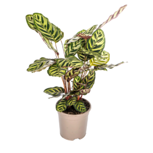 Calathea “Makoyana” | Korbmarante | +/- 45cm | ø 17cm Topf