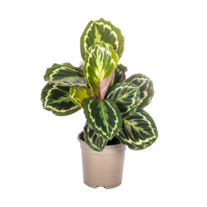 Calathea “Medallion” | Korbmarante | +/- 45cm | ø 17cm Topf