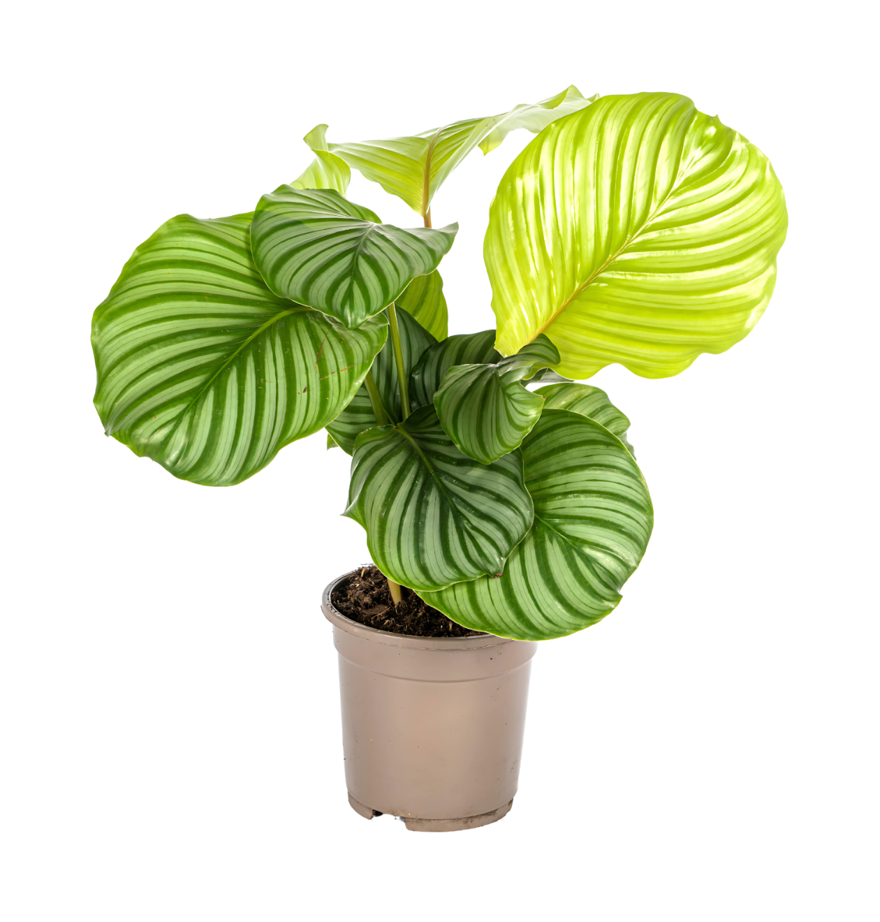 Calathea “Orbifolia” | Korbmarante | +/- 45cm | ø 17cm Topf 1 Calathea “Orbifolia” | Korbmarante | +/- 45cm | ø 17cm Topf