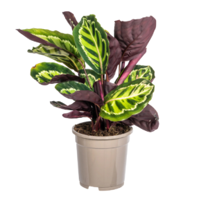 Calathea “Roseopicta” | Korbmarante | +/- 45cm | ø 17cm Topf