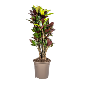 Codiaeum Croton “Iceton” | Wunderstrauch | +/- 70-80cm | ø 21cm Topf