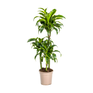 Dracaena Deremensis “Dorado” | Drachenbaum | +/- 110cm | ø 21cm Topf