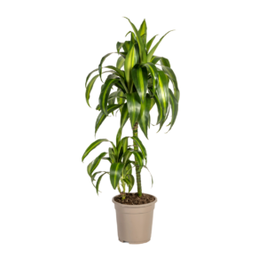 Dracaena Deremensis “Hawaiian Sunshine” | Drachenbaum | +/- 80cm | ø 19cm Topf