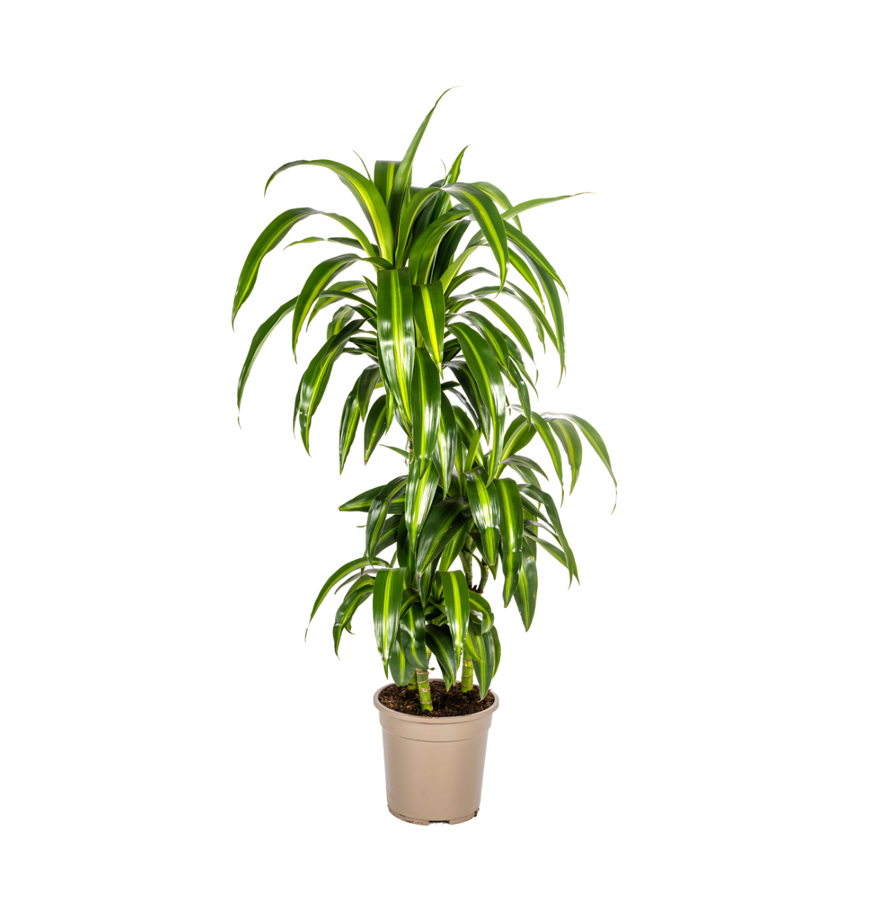 Dracaena Deremensis “Hawaiian Sunshine” | Drachenbaum | +/- 100cm | ø 21cm Topf 1 Dracaena Deremensis “Hawaiian Sunshine” | Drachenbaum | +/- 100cm | ø 21cm Topf
