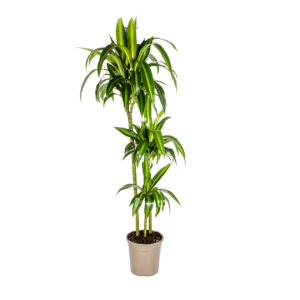 Dracaena Deremensis “Hawaiian Sunshine” | Drachenbaum | +/- 140cm | ø 24cm Topf
