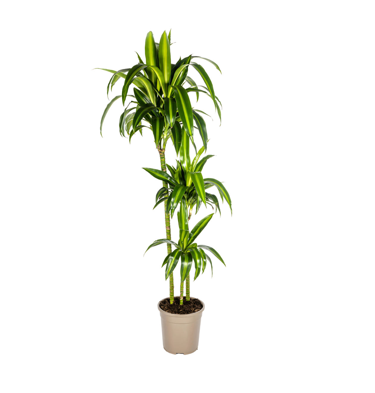 Dracaena Deremensis “Hawaiian Sunshine” | Drachenbaum | +/- 140cm | ø 24cm Topf 1 Dracaena Deremensis “Hawaiian Sunshine” | Drachenbaum | +/- 140cm | ø 24cm Topf