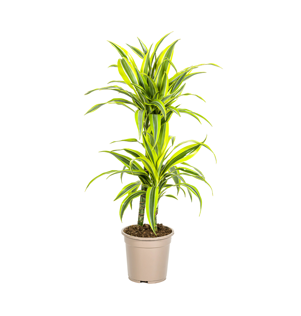 Dracaena Deremensis “Lemon Lime” | Drachenbaum | +/- 80cm | ø 19cm Topf 1 Dracaena Deremensis “Lemon Lime” | Drachenbaum | +/- 80cm | ø 19cm Topf