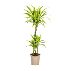 Dracaena Deremensis “Lemon Lime” | Drachenbaum | +/- 100cm | ø 21cm Topf
