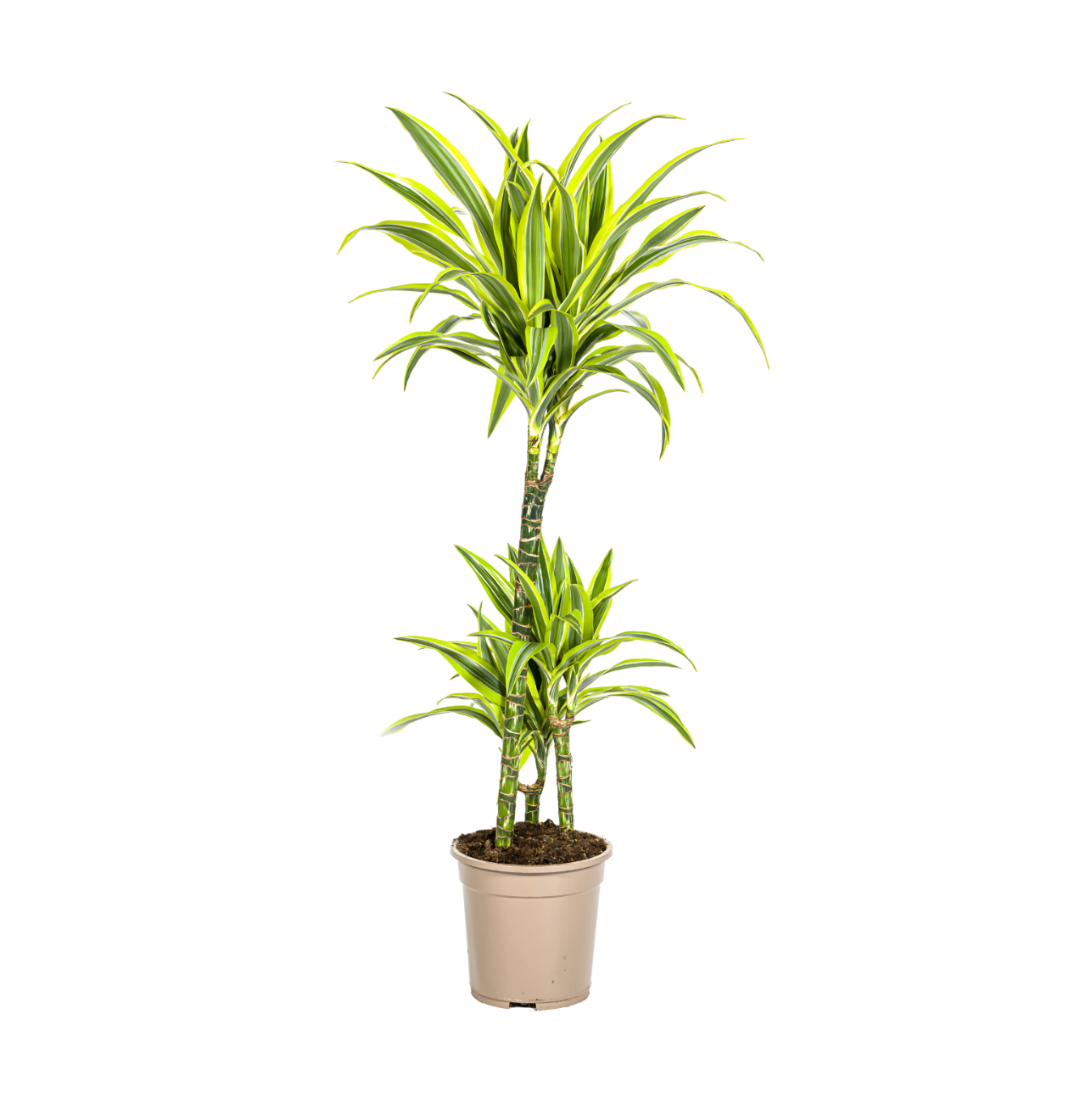 Dracaena Deremensis “Lemon Lime” | Drachenbaum | +/- 100cm | ø 21cm Topf 1 Dracaena Deremensis “Lemon Lime” | Drachenbaum | +/- 100cm | ø 21cm Topf