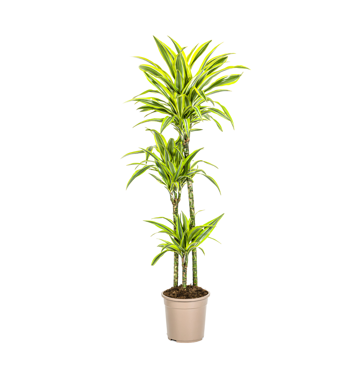 Dracaena Deremensis “Lemon Lime” | Drachenbaum | +/- 140cm | ø 24cm Topf 1 Dracaena Deremensis “Lemon Lime” | Drachenbaum | +/- 140cm | ø 24cm Topf