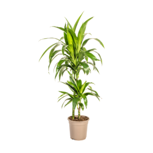 Dracaena Deremensis “Lisa” | Drachenbaum | +/- 80cm | ø 19cm Topf