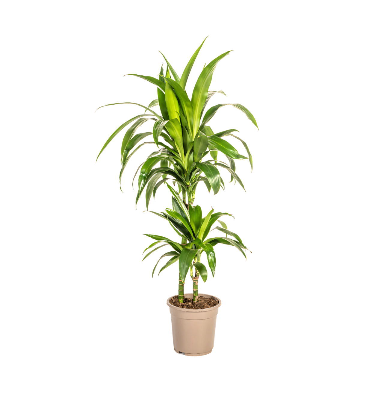 Dracaena Deremensis “Lisa” | Drachenbaum | +/- 80cm | ø 19cm Topf 1 Dracaena Deremensis “Lisa” | Drachenbaum | +/- 80cm | ø 19cm Topf