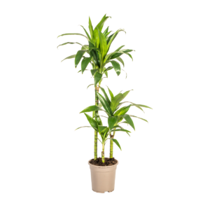 Dracaena Deremensis “Lisa” | Drachenbaum | +/- 100cm | ø 21cm Topf