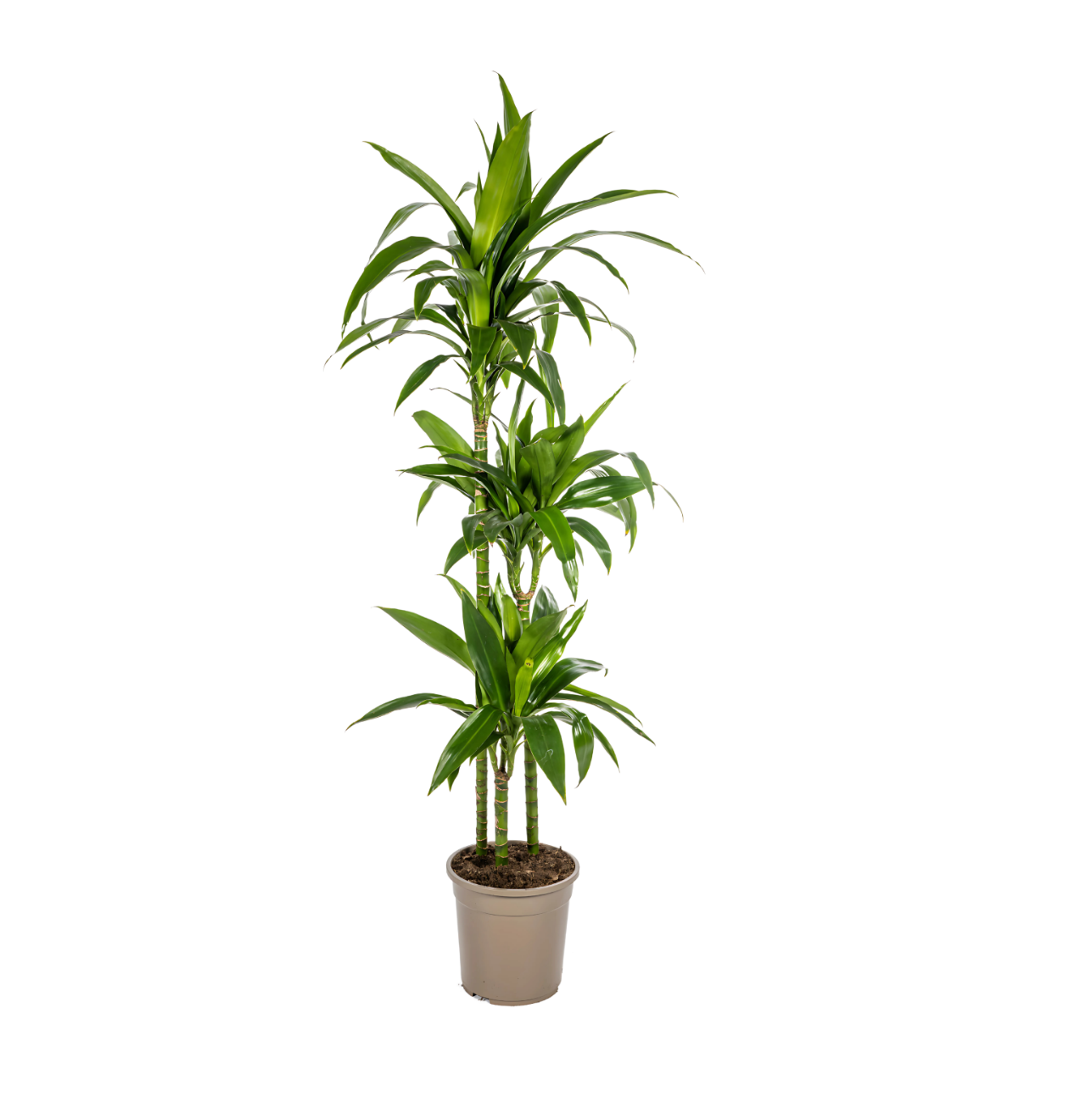 Dracaena Deremensis “Lisa” | Drachenbaum | +/- 140cm | ø 24cm Topf 1 Dracaena Deremensis “Lisa” | Drachenbaum | +/- 140cm | ø 24cm Topf