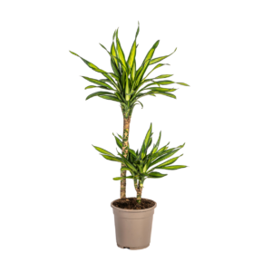 Dracaena Deremensis “Rikki” | Drachenbaum | +/- 80cm | ø 19cm Topf