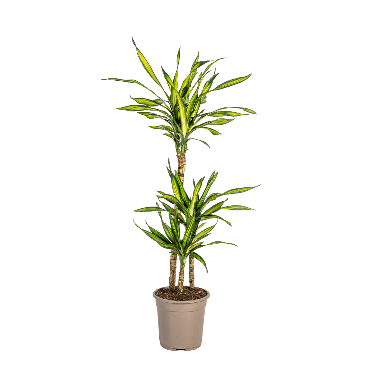 Dracaena Deremensis “Rikki” | Drachenbaum | +/- 100cm | ø 21cm Topf 1 Dracaena Deremensis “Rikki” | Drachenbaum | +/- 100cm | ø 21cm Topf