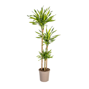 Dracaena Deremensis “Rikki” | Drachenbaum | +/- 140cm | ø 24cm Topf