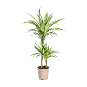 Dracaena Deremensis “White Stripe” | Drachenbaum | +/- 80cm | ø 19cm Topf
