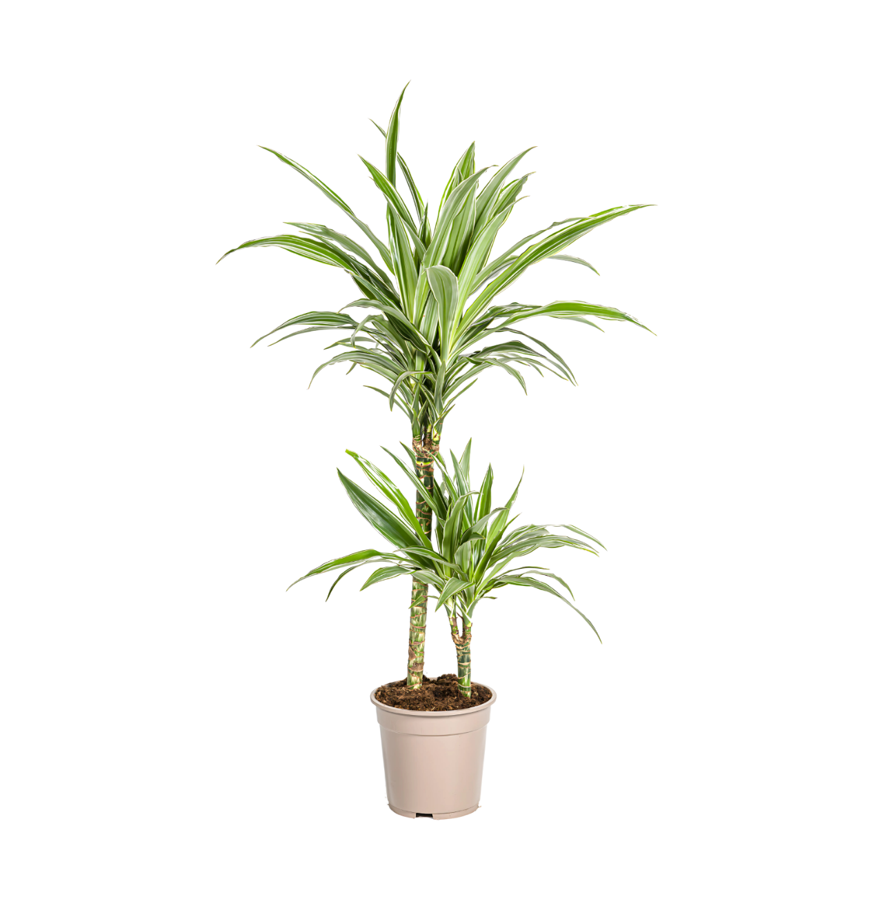 Dracaena Deremensis “White Stripe” | Drachenbaum | +/- 80cm | ø 19cm Topf 1 Dracaena Deremensis “White Stripe” | Drachenbaum | +/- 80cm | ø 19cm Topf