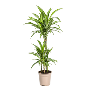 Dracaena Deremensis “White Stripe” | Drachenbaum | +/- 100cm | ø 21cm Topf